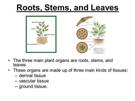 Roots, Stems, and Leaves The three main plant organs are roots, stems, and leaves. These organs are made up of three main kinds of tissues: dermal tissue.