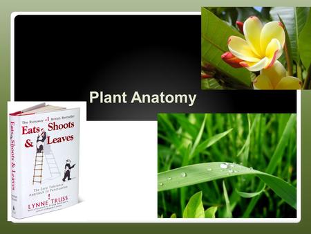 Plant Anatomy Basic Plant Anatomy Root ◦Anchors plant in place and provides nutrition ◦Want high SA/V Ratio Shoot (stem) ◦Consists of stems, leaves,