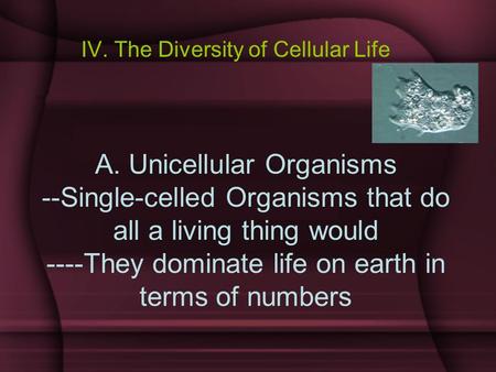 A. Unicellular Organisms --Single-celled Organisms that do all a living thing would ----They dominate life on earth in terms of numbers IV. The Diversity.