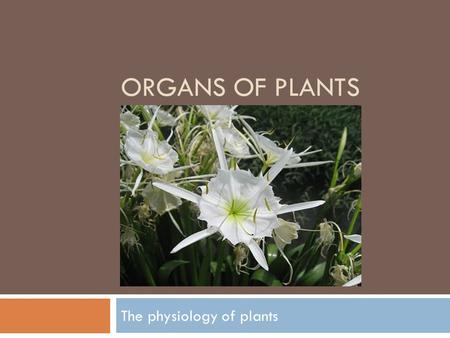 The physiology of plants