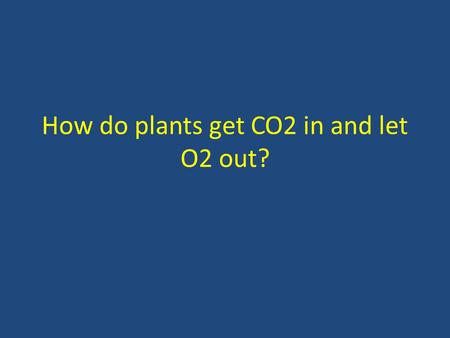 How do plants get CO2 in and let O2 out? Stomata & Guard Cells Function of stomata – CO 2 in – O 2 out – H 2 O out gets to leaves for photosynthesis.