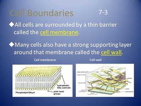  All cells are surrounded by a thin barrier called the cell membrane.  Many cells also have a strong supporting layer around that membrane called the.