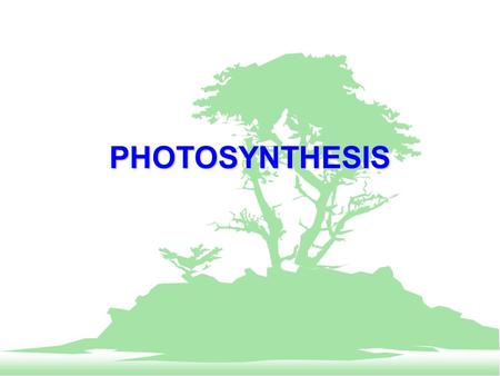 PHOTOSYNTHESIS. PHOTOSYNTHESIS F Photosynthesis is ability of a plant to turn sunlight, air, and water into sugar (energy). F The overall reaction is: