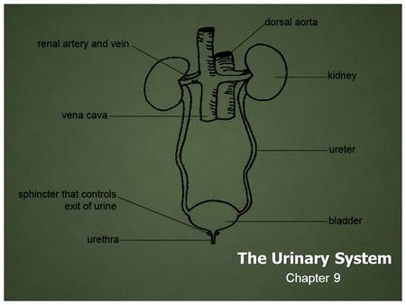 The Urinary System Chapter 9. dia- Meaning: through between apart complete.