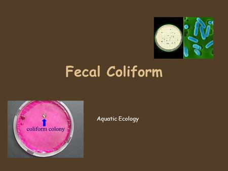 Fecal Coliform Aquatic Ecology.
