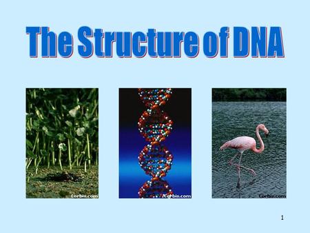 1 2 DNA-Deoxyribonucleic Acid DNA.DNA is often called the ____________. In simple terms, DNA contains the ______ for making ______ within the cell.