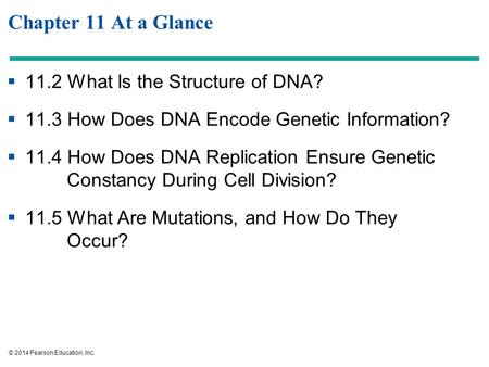 © 2014 Pearson Education, Inc. Chapter 11 At a Glance  11.2 What Is the Structure of DNA?  11.3 How Does DNA Encode Genetic Information?  11.4 How Does.