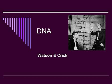 DNA Watson & Crick.