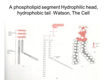 A phospholipid segment Hydrophilic head, hydrophobic tail Watson, The Cell.
