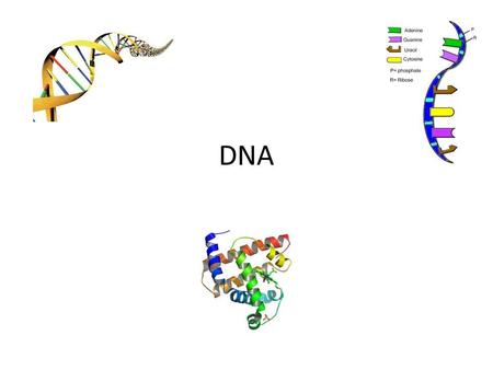 DNA. What is DNA? DNA is found in all living cells – It controls all functions inside a cell – It stores all the genetic information for an entire living.