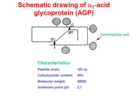 Schematic drawing of  1 -acid glycoprotein (AGP) Characteristics Peptide chain:183 aa Carbohydrate content:45% Molecular weight:40000 Isoelectric point.
