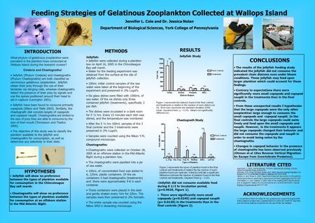 Feeding Strategies of Gelatinous Zooplankton Collected at Wallops Island Jennifer L. Cole and Dr. Jessica Nolan Department of Biological Sciences, York.