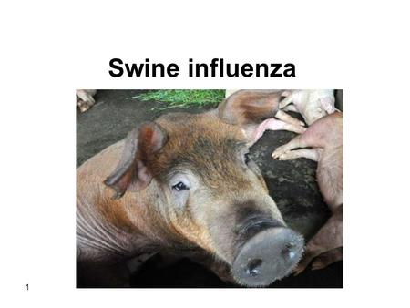 1 Swine influenza. 2 The Organism  Causative agent  Natural distribution  Transmission  Clinical Signs  Diagnosis  Morbidity and mortality  Prevention.