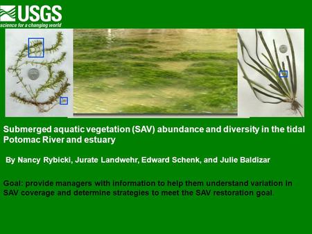 Submerged aquatic vegetation (SAV) abundance and diversity in the tidal Potomac River and estuary By Nancy Rybicki, Jurate Landwehr, Edward Schenk, and.