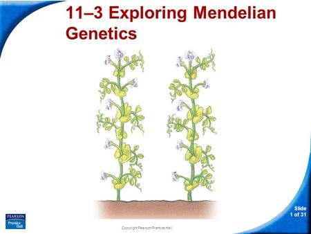 Slide 1 of 31 Copyright Pearson Prentice Hall 11-3 Exploring Mendelian Genetics 11–3 Exploring Mendelian Genetics.