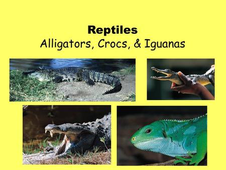 Reptiles Alligators, Crocs, & Iguanas. American Alligators -Will go through 2,000 to 3,000 teeth in a lifetime! -They have originally 74-78 teeth that.