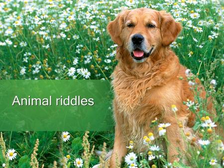 Animal riddles.