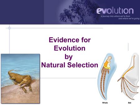AP Biology 2006-2007 Evidence for Evolution by Natural Selection.
