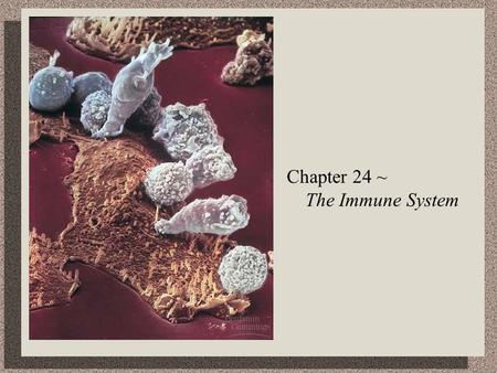 Chapter 24 ~ The Immune System. Animal immune system.
