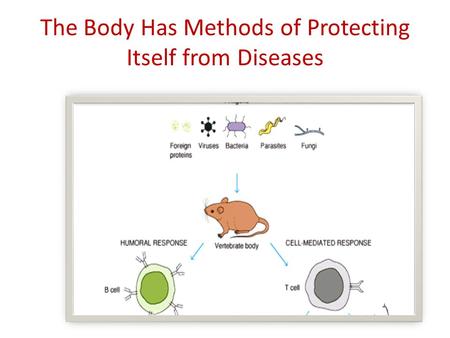 The Body Has Methods of Protecting Itself from Diseases.