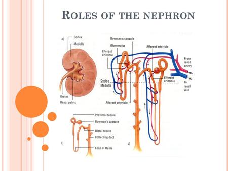 R OLES OF THE NEPHRON. S OME F UN F ACTS !!! 120 ml of blood filtered by the kidney each minute! Only 1 ml of the 120 ml actually made into urine Your.