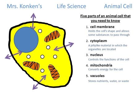 Mrs. Konken‘s Life ScienceAnimal Cell 1. cell membrane Five parts of an animal cell that you need to know 2. cytoplasm Holds the cell’s shape and allows.