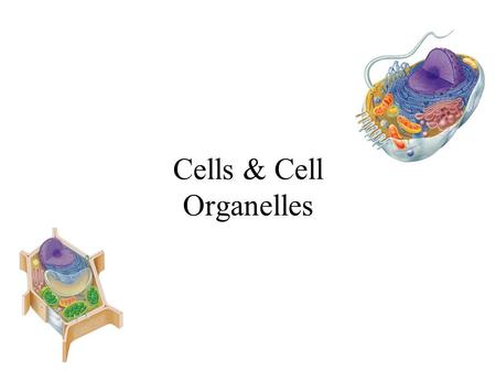 Cells & Cell Organelles Cell Theory The cell theory is the unifying theme in biology because it emphasizes the similarity of all living things. –All.