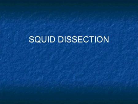 SQUID DISSECTION.