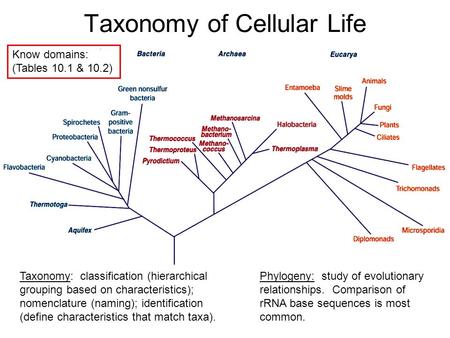 Taxonomy of Cellular Life Taxonomy: classification (hierarchical grouping based on characteristics); nomenclature (naming); identification (define characteristics.