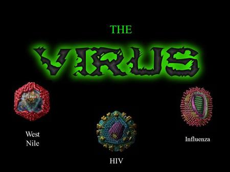 HIV Influenza West Nile THE. What is a Virus? Virus ~ Infectious agent made up of a core of nucleic acid and a protein coat. Virus = Poison Not a living.