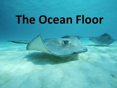 The Ocean Floor.