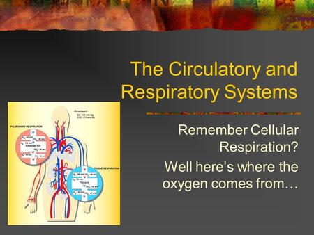 The Circulatory and Respiratory Systems Remember Cellular Respiration? Well here’s where the oxygen comes from…