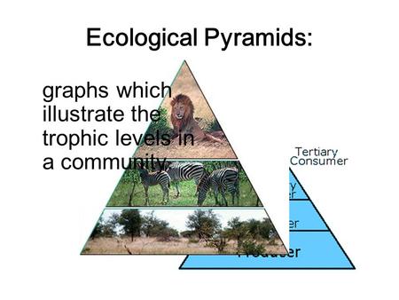 Ecological Pyramids: graphs which illustrate the trophic levels in a community.