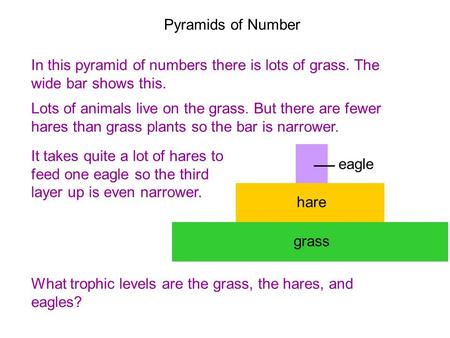 8D Pyramids of numbers In this pyramid of numbers there is lots of grass. The wide bar shows this. Lots of animals live on the grass. But there are fewer.