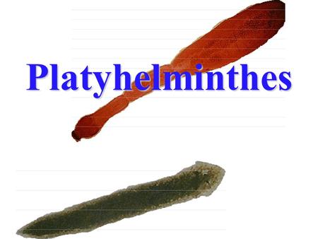 Platyhelminthes Contents Position in animal kingdom Taxonomy Some unique characteristics Systems 1 (Integumentary, Skeletal, Muscle and Digestive)Systems.