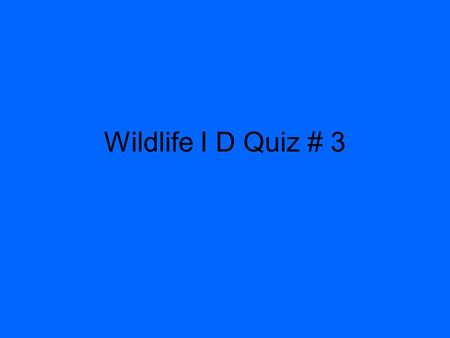Wildlife I D Quiz # 3.