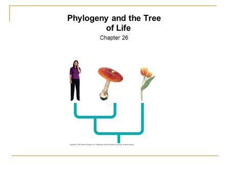Phylogeny and the Tree of Life Chapter 26. Systematics: Discipline focused on classification of organisms.