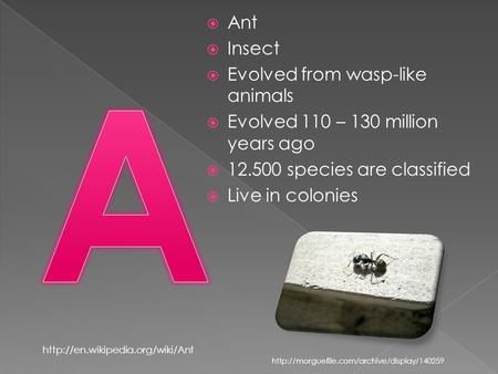  Ant  Insect  Evolved from wasp-like animals  Evolved 110 – 130 million years ago  12.500 species are classified  Live in colonies