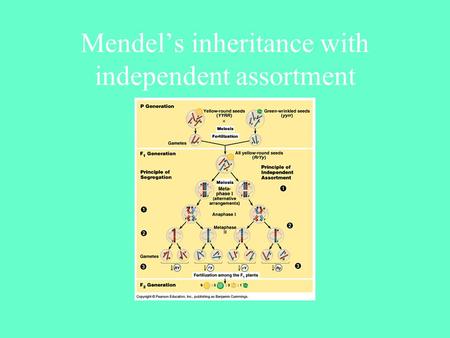 Mendel’s inheritance with independent assortment.