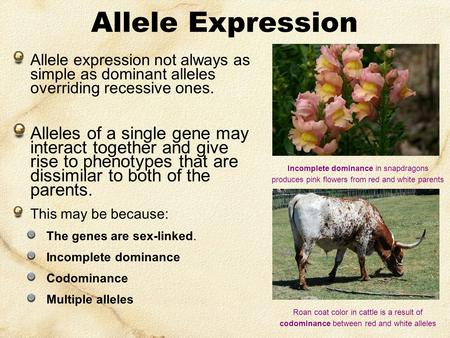 Allele Expression Allele expression not always as simple as dominant alleles overriding recessive ones. Alleles of a single gene may interact together.