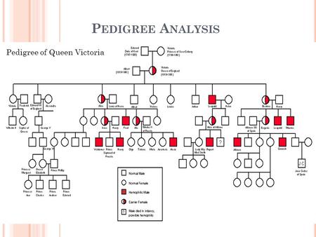P EDIGREE A NALYSIS Have you ever seen a family tree… do you have one?? Graphic representation of family inheritance. Pedigree of Queen Victoria.