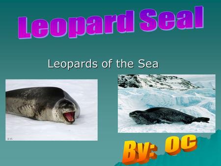 Leopards of the Sea. Species  Their species is the Hydrurga Leptonyx.  The Leopard Seals order is a Carnivora their suborder is the Pinnepedia.  The.