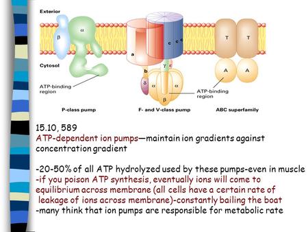 15.10, 589 ATP-dependent ion pumps—maintain ion gradients against concentration gradient -20-50% of all ATP hydrolyzed used by these pumps-even in muscle.
