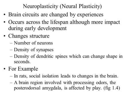 Neuroplasticity (Neural Plasticity) Brain circuits are changed by experiences Occurs across the lifespan although more impact during early development.