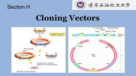 Cloning Vectors Section H H1 Design of plasmid vectors H2 Bacteriophage vectors H3 Cosmids H4 YAC H5 Eukaryotic vectors.