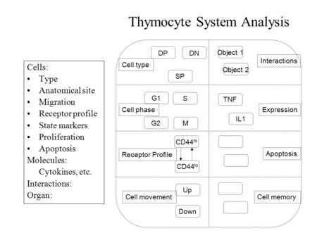 Thymocyte System Analysis Cells: Type Anatomical site Migration Receptor profile State markers Proliferation Apoptosis Molecules: Cytokines, etc. Interactions: