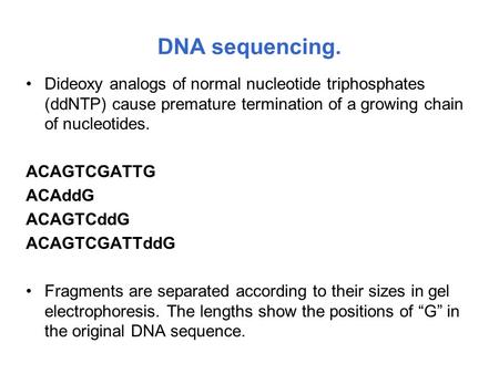 DNA sequencing. Dideoxy analogs of normal nucleotide triphosphates (ddNTP) cause premature termination of a growing chain of nucleotides. ACAGTCGATTG ACAddG.