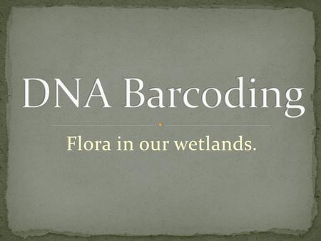Flora in our wetlands.. Kamalpreet Kaur Shivanthi Opatha Mona Lau Jessica Jimenez Maria Panayi Alex Marshall.