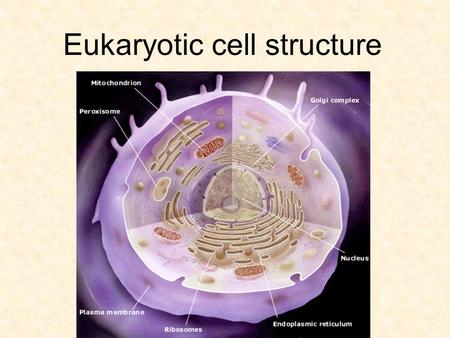 Eukaryotic cell structure. Plasma membrane boundary between cell and external environment.