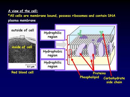 A view of the cell: plasma membrane *All cells are membrane bound, possess ribosomes and contain DNA Red blood cell outside of cell inside of cell Hydrophobic.